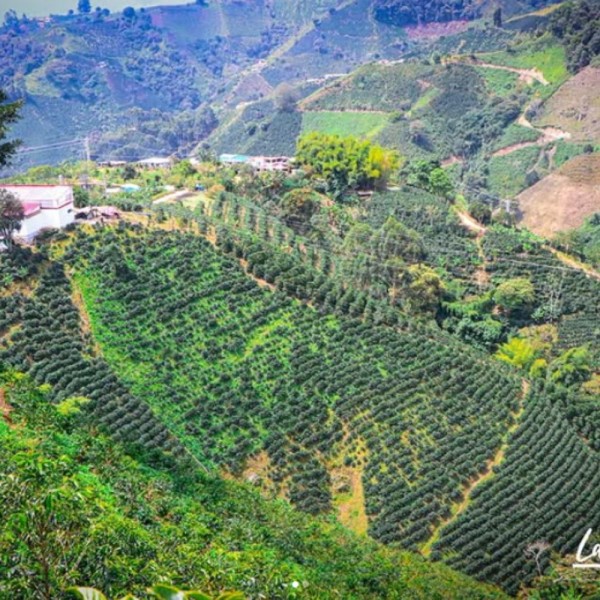 Colombia Thermal Shock Edición Limitada en Cafés La Mexicana