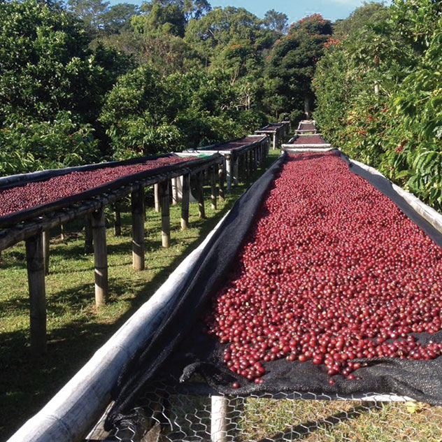natural-coffee.jpg