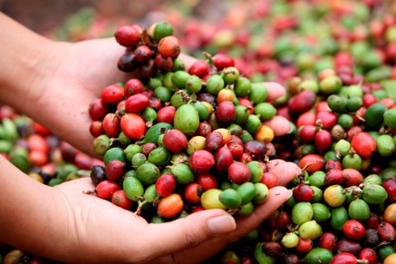 Robusta