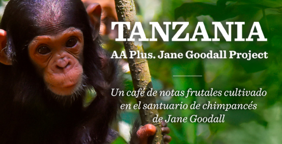 Nuevo Café de Tanzania AA Plus. Gombe Kigoma