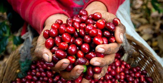 ¿Por qué debes elegir café arábica?