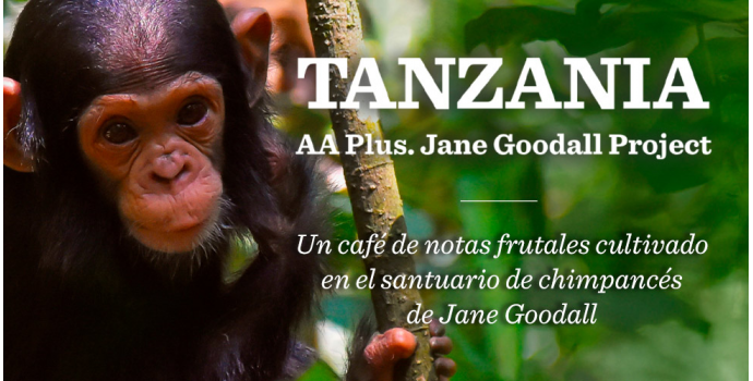 Nuevo Café de Tanzania AA Plus. Gombe Kigoma