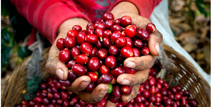 ¿Por qué debes elegir café arábica?